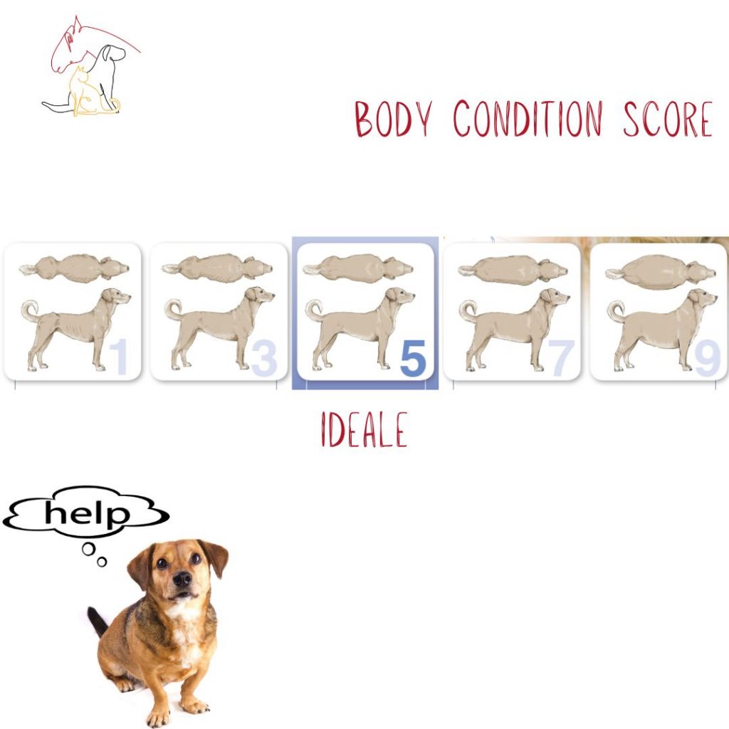 BCS body condition score