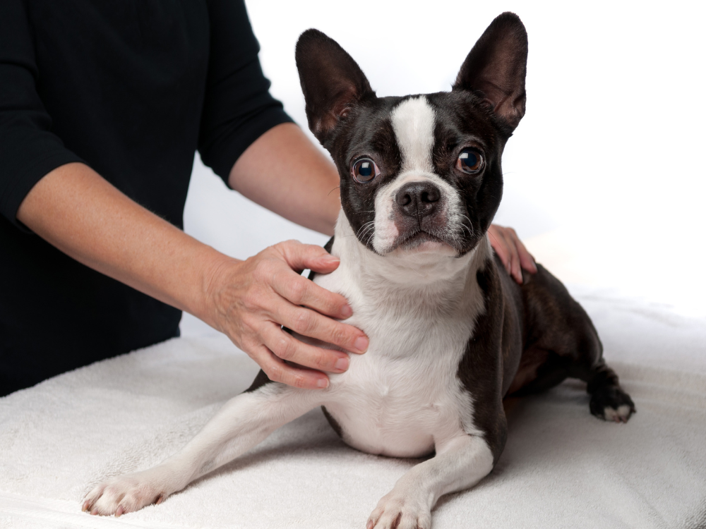 osteopatia veterinaria
