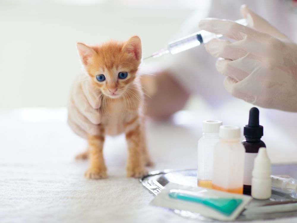 primo vaccino gatto