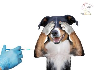 vaccini cane