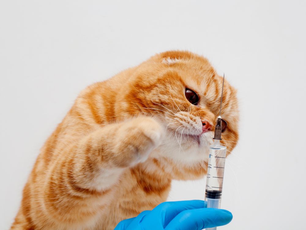 vaccino trivalente gatto