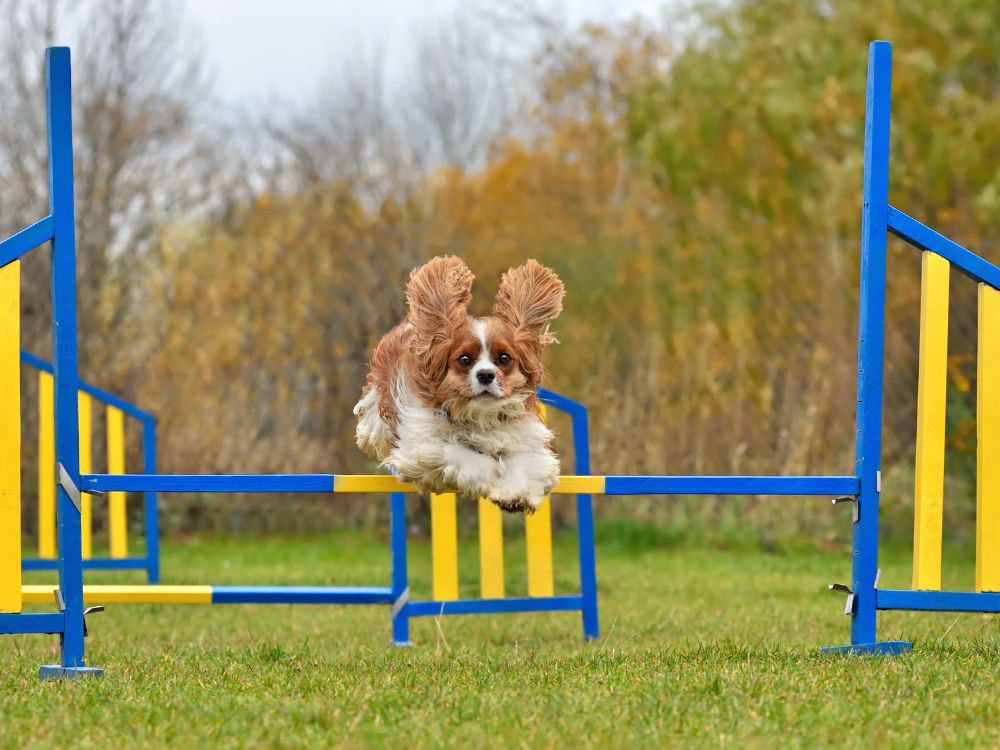 allenamento cane sportivo