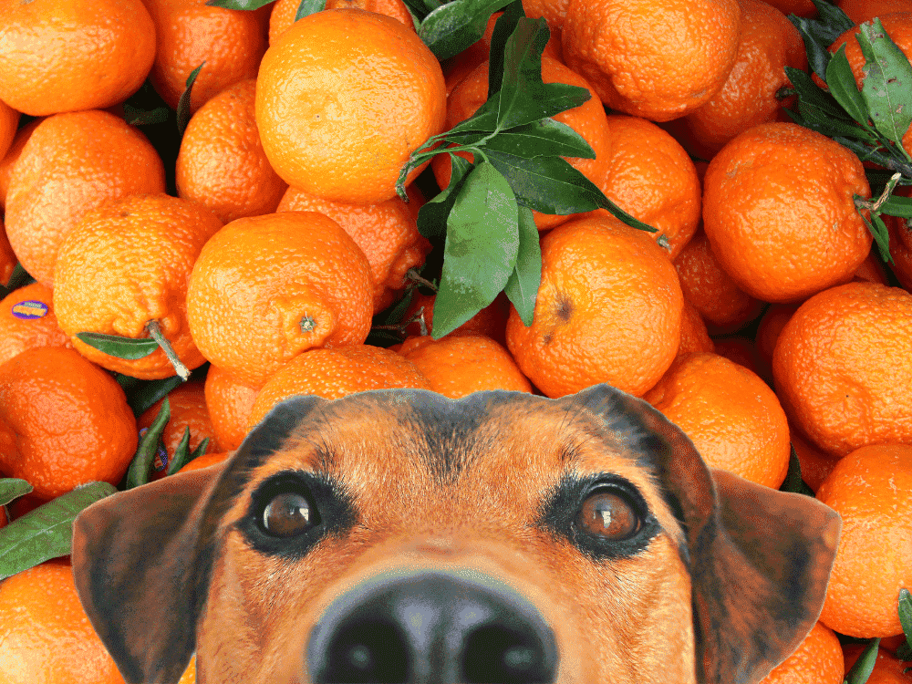 arance ai cani
